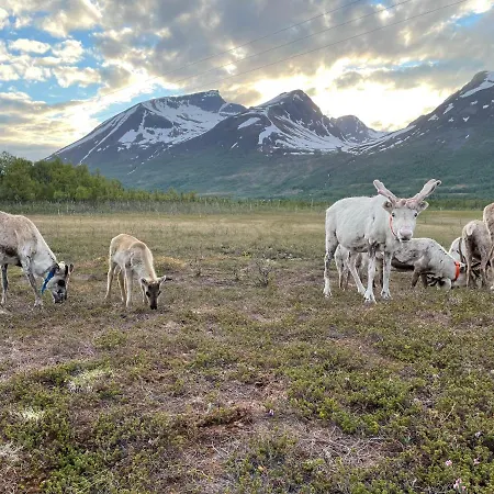 Lapland Reindeer Farm *