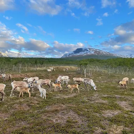 Luxuszelt Lapland Reindeer Farm Tromsø